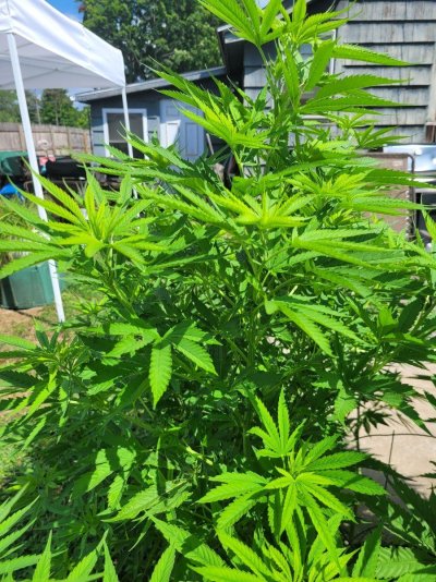 first-time-growing-need-help-sexing-my-plant-4.jpg