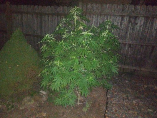 Can anyone tell me what the problem is with my plants.