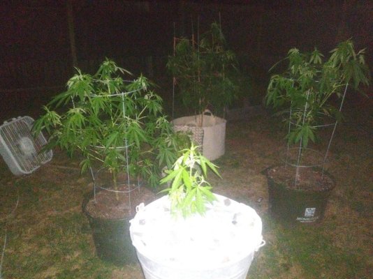 Can anyone tell me what the problem is with my plants.