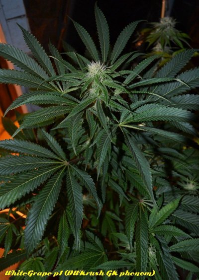 ABNormal Genetics