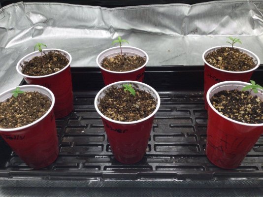 **2nd Grow** SpiderFarmer SF4000 , NFTG #4 -Sour Power-Hella Jelly-Strawberry Cheesecake- 3x3 Tent