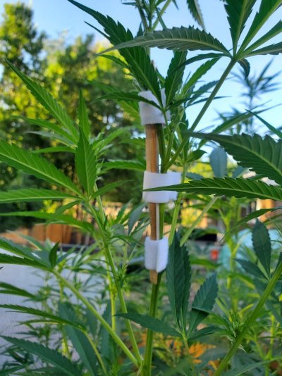 Let's see your outdoor grow 2022