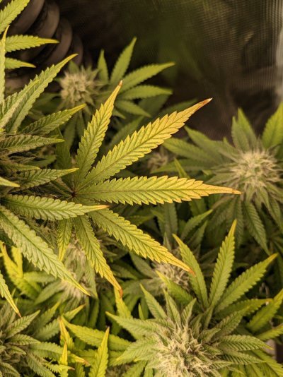 Primo Clones Canada grow and show