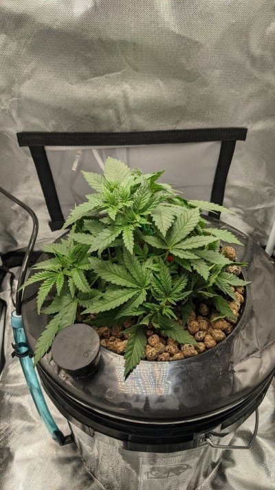 black-domina-dwc-small-scale.jpg