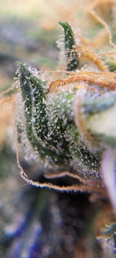 Issue with hydro grow see pics