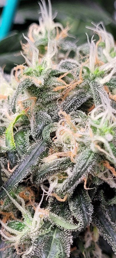 Plant 1.jpg