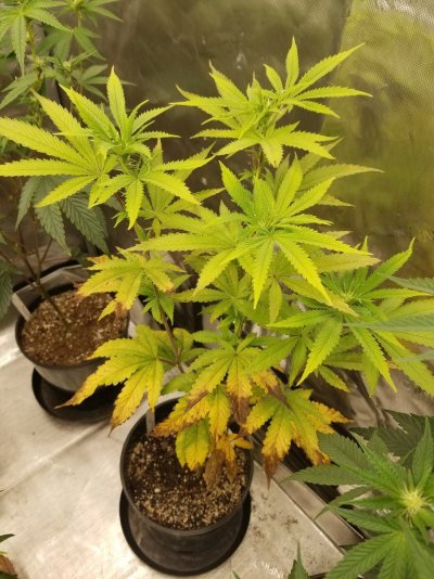 HELP! Plants wilting and yellowing!