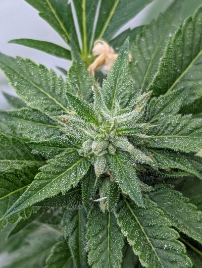 Bud Goodman's Perpetual Thread of Perpetually Good Buds, Man.