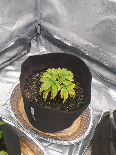 My medium compacted like crazy what should i do?