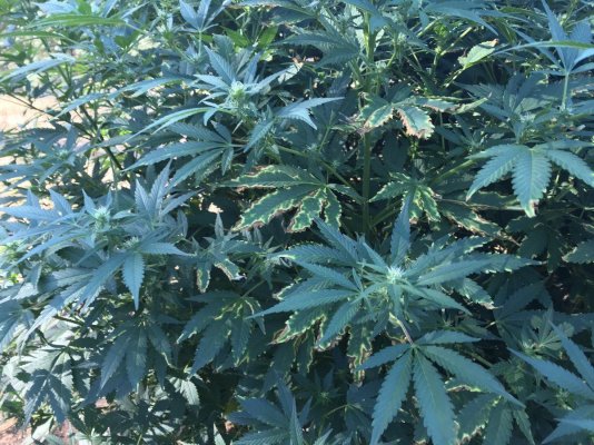 Need help on leaf damage