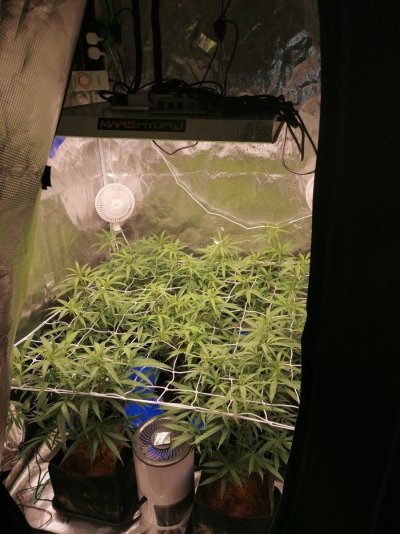 Any advice, dos or donts with coco grow???