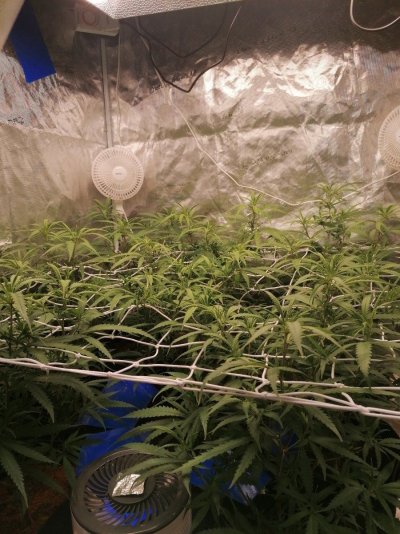 Any advice, dos or donts with coco grow???
