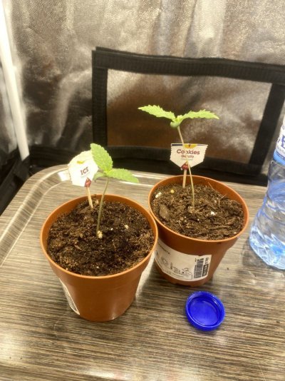 my-plant-is-bending-over.jpg