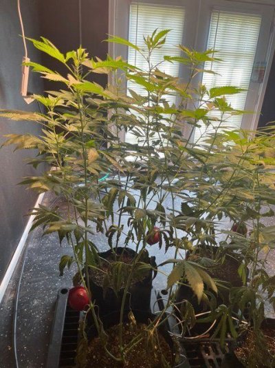 bottom-leaves-started-wilting-during-veg-help.jpg