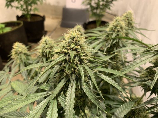 I want to use my goat fertilizer to grow huge buds