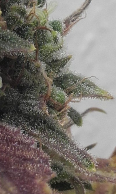 UK 🇬🇧 Growers Circle Everybody Welcome ⭕️