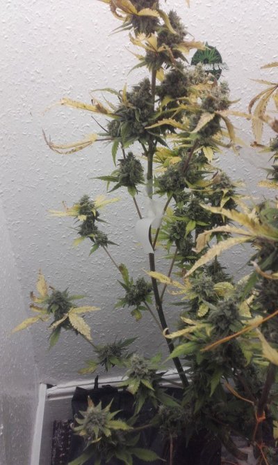 UK 🇬🇧 Growers Circle Everybody Welcome ⭕️
