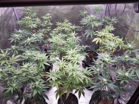 Arizona - Shed + Tent & Outdoor Growing Journal