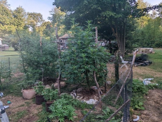 update-on-my-new-england-grow-10.jpg