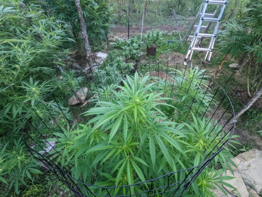 update-on-my-new-england-grow-18.jpg