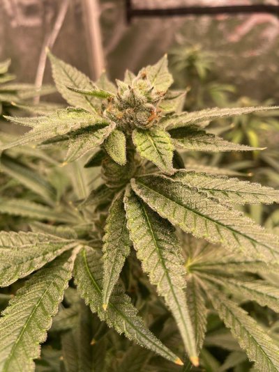 'taders first grow journal.. high frequency fertigation