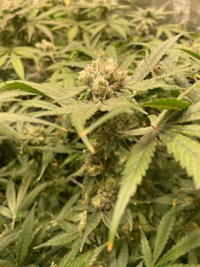 'taders first grow journal.. high frequency fertigation