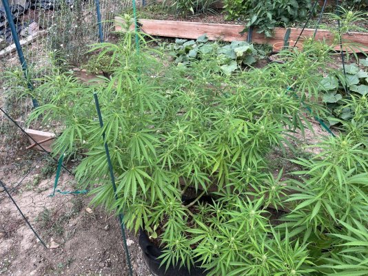 How would you prune or defoliate this outdoor plant Week 2/3 of flower or should I not?