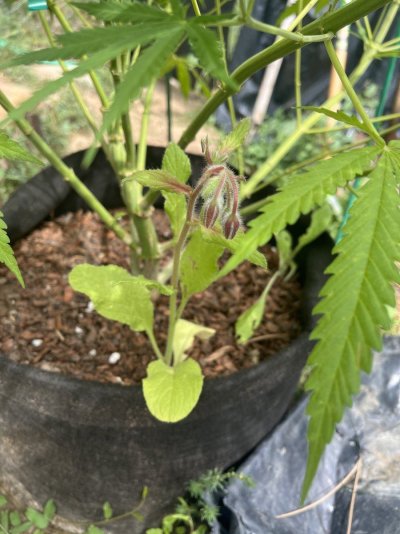 Companion plant question