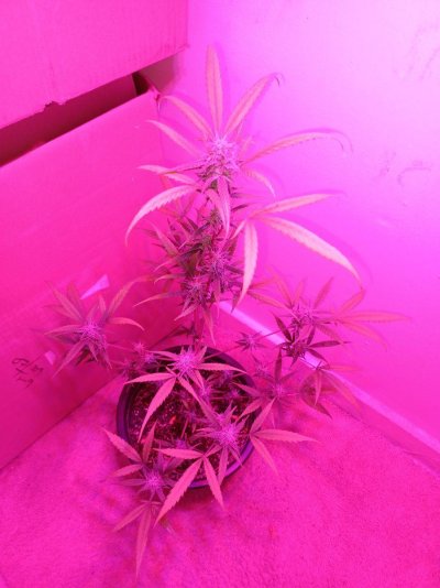 Yellowing but buds not ready