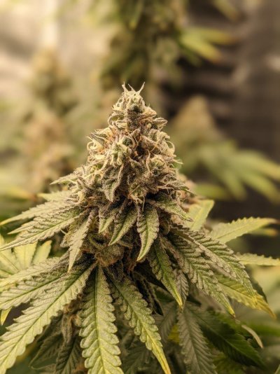 Primo Clones Canada grow and show