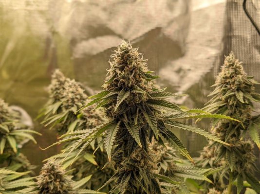 Primo Clones Canada grow and show