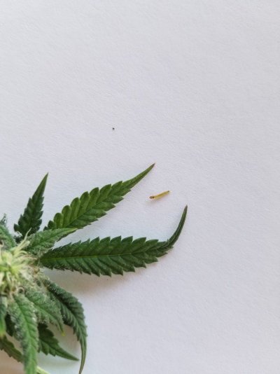 Arizona - Shed + Tent & Outdoor Growing Journal