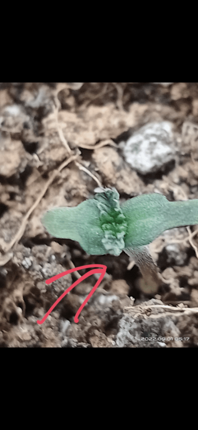 unhealthy-seedling-once-moved-to-pot.png