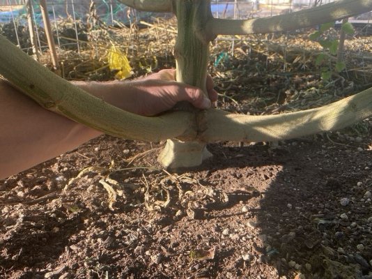 No till regenerative