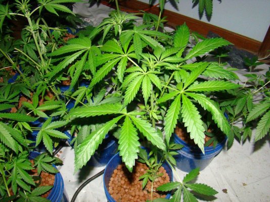 Test Grows and More.....