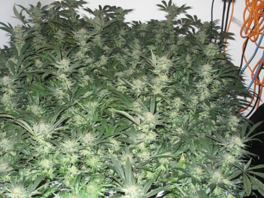 alienday42pic4.jpg