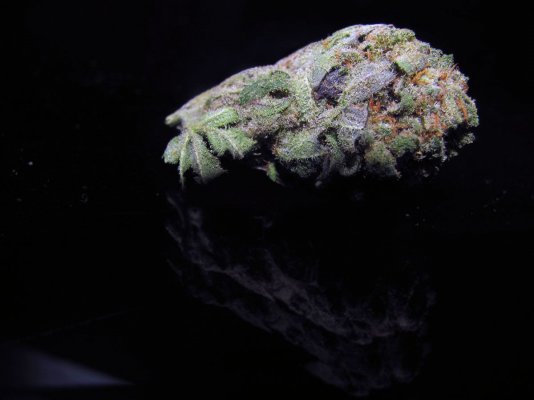 Copper Haze by Kid Twist (Evolution Seeds)