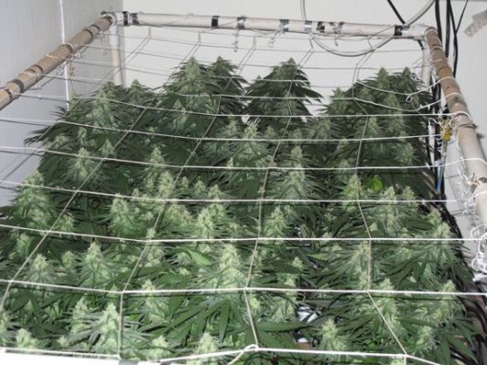 greencrack1.jpg