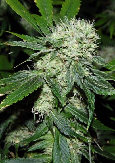 chemd f2s/lsd