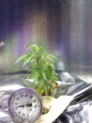 New to bubbler totes