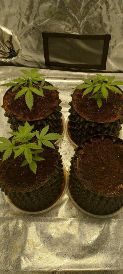 4x4 grow tent weekly diary