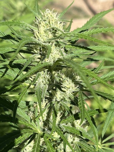Let's see your outdoor grow 2022