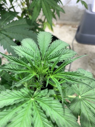 I want to use my goat fertilizer to grow huge buds