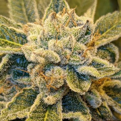 Bud Goodman's Perpetual Thread of Perpetually Good Buds, Man.