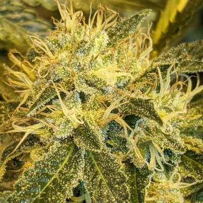 Bud Goodman's Perpetual Thread of Perpetually Good Buds, Man.
