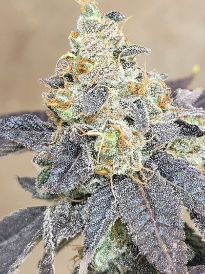 Let's See Your Frostiest Flowers