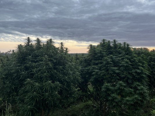 Let's see your outdoor grow 2022