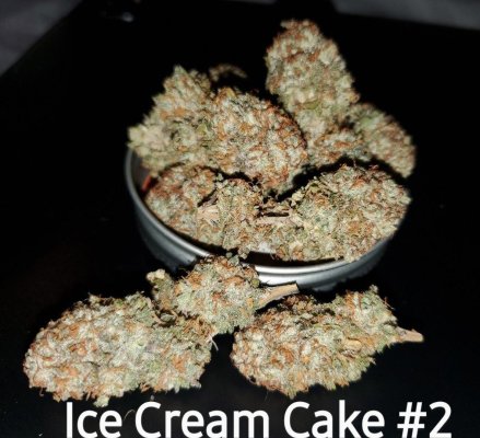 my first grow - Ice cream cake by humboldt seeds