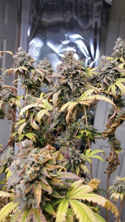 my first grow - Ice cream cake by humboldt seeds