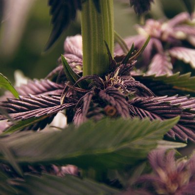 Let's See Your Frostiest Flowers